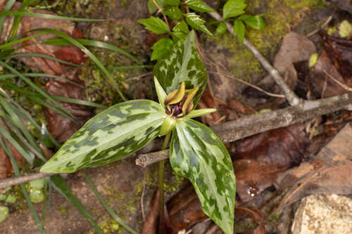 Trillium lancifolium #11
